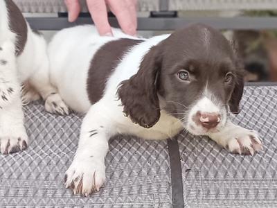 2 fab old style chunky Springer Spaniel puppies in Meath