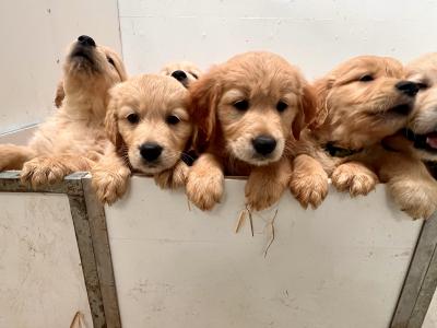 IKC Reg Stunning Golden Retriever