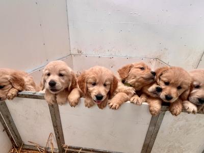 IKC Reg Stunning Golden Retriever