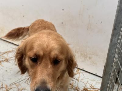 IKC Reg Stunning Golden Retriever