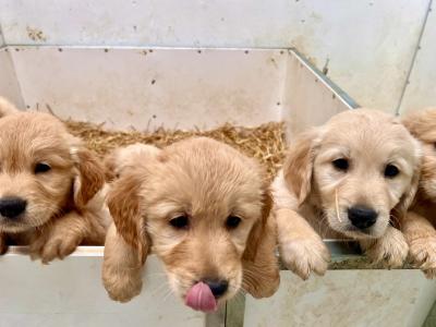 IKC Reg Stunning Golden Retriever
