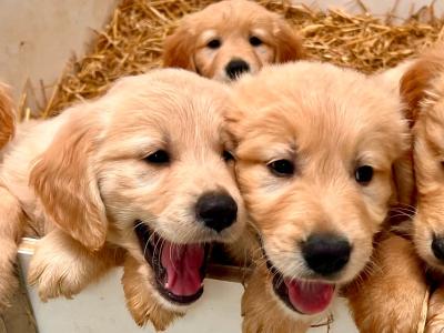 IKC Registered Stunning Golden Retriever puppies in Longford