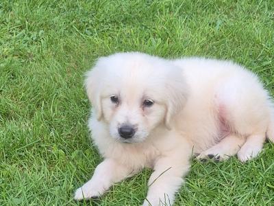Golden Retriever female