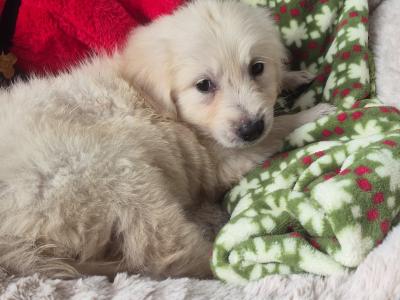 Golden Retriever female