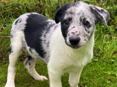 Beautiful Border Collie puppies