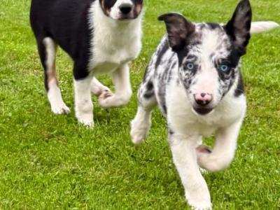 Beautiful Border Collie puppies in Laois