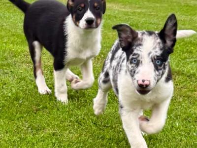 Beautiful Border Collie puppies