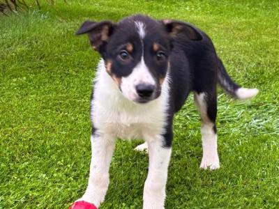 Beautiful Border Collie puppies