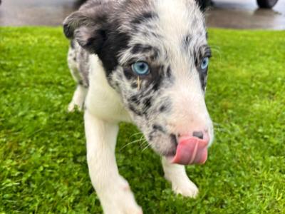 Beautiful Border Collie puppies