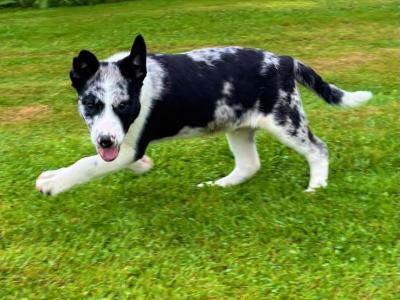 Beautiful Border Collie puppies
