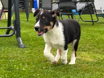 Beautiful Border Collie puppies