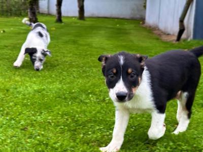 Beautiful Border Collie puppies