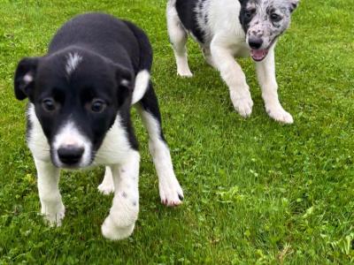 Beautiful Border Collie puppies