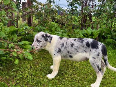 Beautiful Border Collie puppies