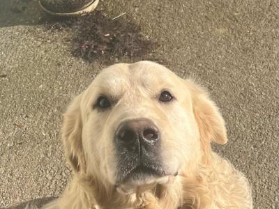 🌟Bailey,Golden Retriever For Stud🌟