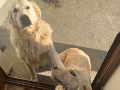 🌟Bailey,Golden Retriever For Stud🌟