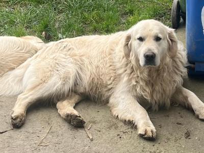 🌟Bailey,Golden Retriever For Stud🌟