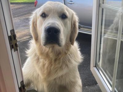🌟Bailey,Golden Retriever For Stud🌟