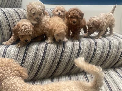Toy Poochon puppies in Kerry