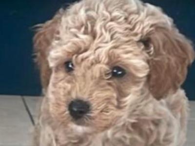 Toy Poochon puppies in Kerry