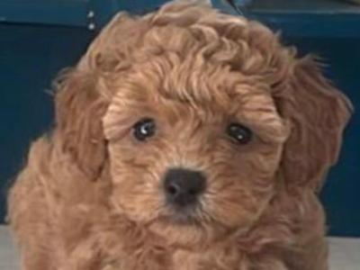 Toy Poochon puppies in Kerry