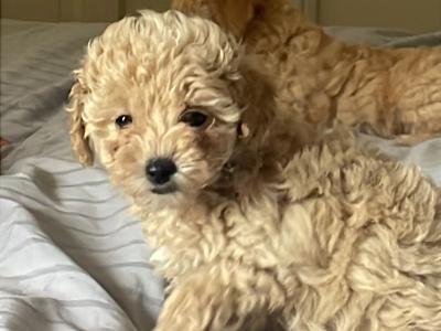 Toy Poochon puppies in Kerry