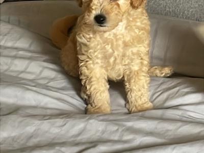 Toy Poochon puppies in Kerry