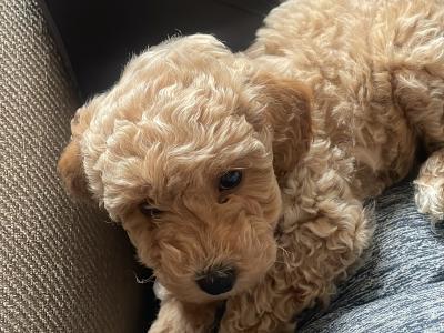 Toy Poochon puppies in Kerry