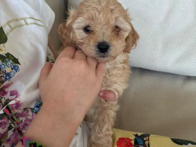 Toy Poochon puppies in Kerry