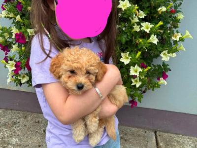 Toy Poochon puppies in Kerry