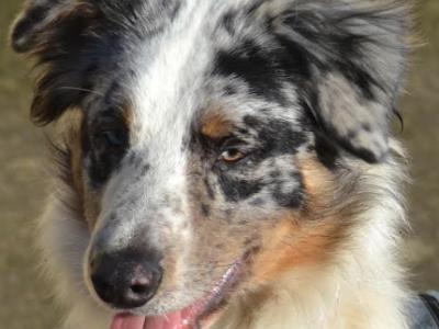 Reluctant Rehoming – Mother & Son Border Collies 🐾💙