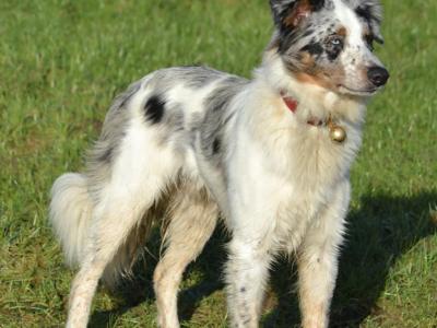 Reluctant Rehoming – Mother & Son Border Collies 🐾💙