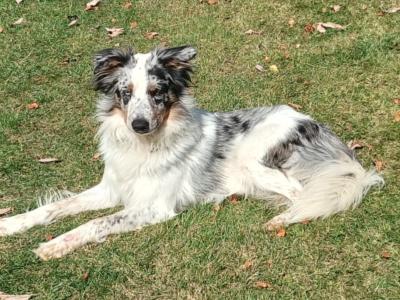 Reluctant Rehoming – Mother & Son Border Collies 🐾💙