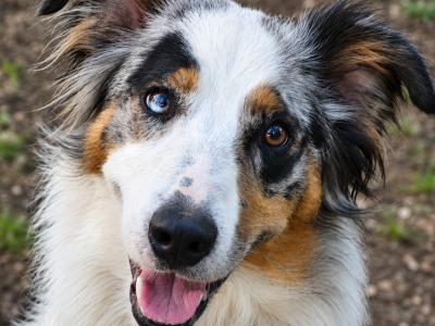 Reluctant Rehoming – Mother & Son Border Collies 🐾💙