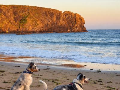 Reluctant Rehoming – Mother & Son Border Collies 🐾💙