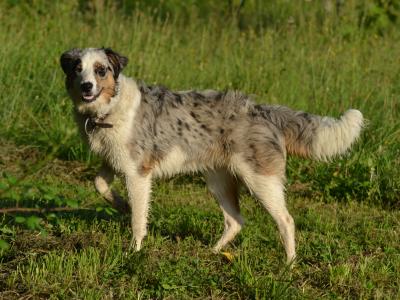 Reluctant Rehoming – Mother & Son Border Collies 🐾💙