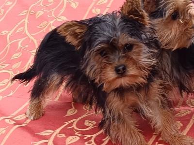 Male Yorkshire Terrier puppy 4 months old in Limerick