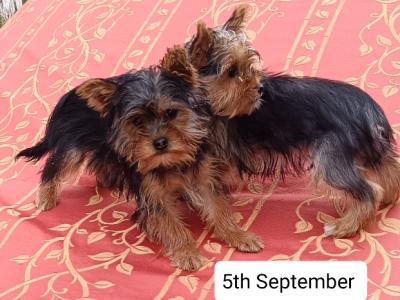 Male Yorkshire Terrier puppy 3 months old in Limerick