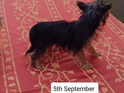 Male Yorkshire Terrier puppy 4 months old in Limerick