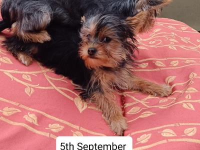 Male Yorkshire Terrier puppy 4 months old in Limerick