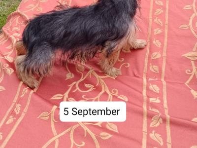 Male Yorkshire Terrier puppy 4 months old in Limerick