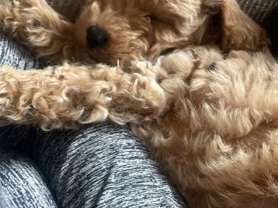 Toy Poochon puppies in Kerry