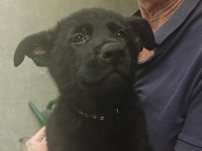 Black Short Coat IKC Registered German Shepherd puppies in Kerry