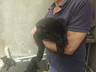 Black Short Coat IKC Registered German Shepherd puppies in Kerry