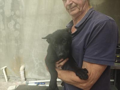 Black Short Coat IKC Registered German Shepherd puppies in Kerry