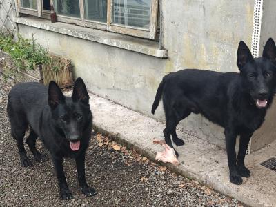 Black Short Coat IKC Registered German Shepherd puppies in Kerry