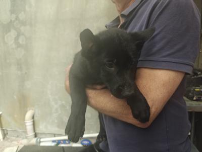 Black Short Coat IKC Registered German Shepherd puppies in Kerry
