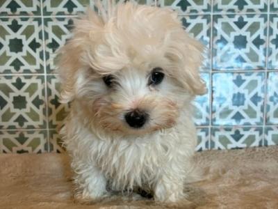 Maltese x Bichon Frise puppies in Kildare
