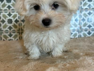 Maltese x Bichon Frise puppies in Kildare