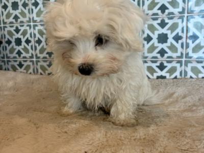 Maltese x Bichon Frise puppies in Kildare